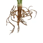 GloboStar® Artificial Garden BEGONIA LEAVES ROOTED 21491 Τεχνητό Διακοσμητικό Φυτό Πολύχρωμη Βιγόνια Μ25 x Π14 x Υ35cm - Image 3