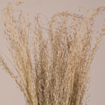 GloboStar® SILVERHAIRGRASS 36545 Αποξηραμένο Φυτό Ασημένια Χλόη - Μπουκέτο Διακοσμητικών Κλαδιών Μπεζ Υ60cm