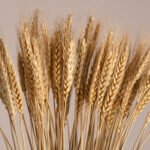 GloboStar® BARLEY 36551 Αποξηραμένο Φυτό Κριθάρι - Μπουκέτο Διακοσμητικών Κλαδιών Μπεζ Υ60cm