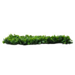 GloboStar® 78425 Artificial - Συνθετικό Τεχνητό Διακοσμητικό Πάνελ Φυλλωσιάς - Κάθετος Κήπος Πεπερομία - Πράσινο Μ60 x Υ40 x Π8cm - Image 2