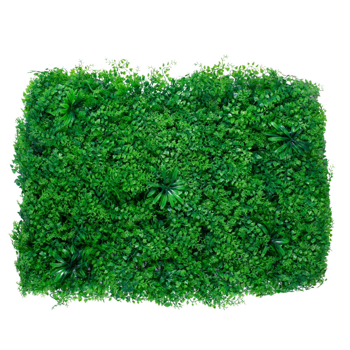 GloboStar® 78435 Artificial - Συνθετικό Τεχνητό Διακοσμητικό Πάνελ Φυλλωσιάς - Κάθετος Κήπος Φύλλα Αγγελικής - Πράσινο Μ60 x Υ50 x Π8cm - Image 2